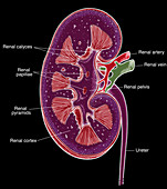 Illustration of Right Kidney