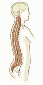 Illustration of Spinal Nerves
