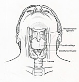 Illustration of Throat Anatomy