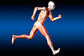 Anatomical View of Running Man