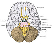 Illustration of Cranial Nerves