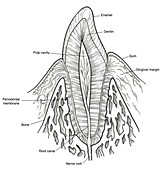 Illustration of Pre-Molar Tooth