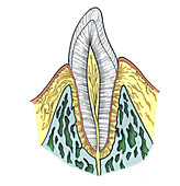 Illustration of Pre-Molar Tooth