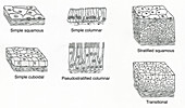 Illustration of Epithelium Types