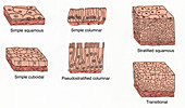 Illustration of Epithelium Types