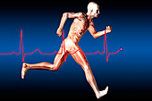 Anatomical Runner with Normal EKG