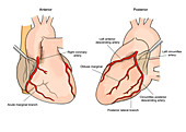Illustration of Coronary Arteries