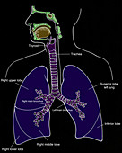 Illustration of Respiratory System