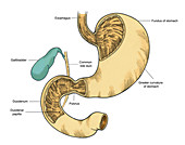 Illustration of Stomach and Duodenum