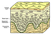 Stratified Squamous Epithelium