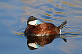 Ruddy Duck