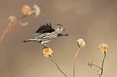 Pine Siskin