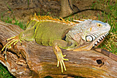 Green Iguana