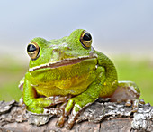 Green Treefrog