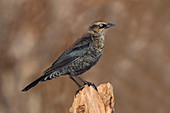 Rusty Blackbird