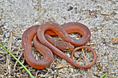 Pine Woods Snake