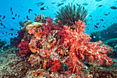 Coral reef,Fiji