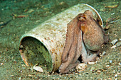 Long Arm Octopus