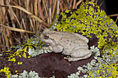 Canyon tree frog