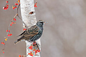 European Starling