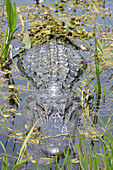 American Alligator