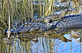 American Alligator