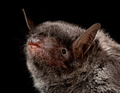 Chinese Myotis Bat