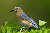 Bluebird with Prey