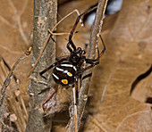 Black widow spider