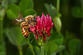 Honey Bee on Clover