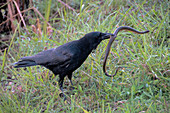 Crow Catching Snake