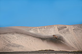 Coyote on sand dune