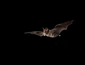 Chinese Horseshoe Bat