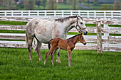 Thoroughbred and Foal