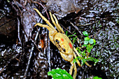 Philippine Forest Crab