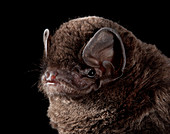 Common Bent-winged Bat
