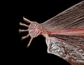 Lesser Bamboo Bat Foot
