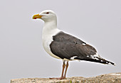 Great Black-backed Gull