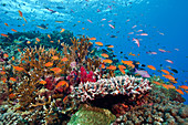 Coral Reef Biodiversity