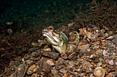 Banded Jawfish courting