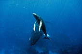 Humpback whale and calf