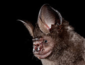 Himalayan Leaf-nosed Bat