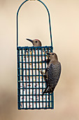 Gila Woodpecker on Feeder