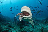 Shark feeder and Bull Shark