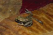 Leopard Frog with Extra Legs