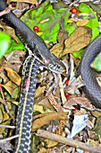 Black Racer eating Garter Snake