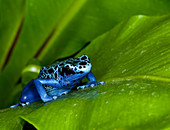 Blue Poison Dart Frog