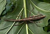 Mating pair of walkingstick insects