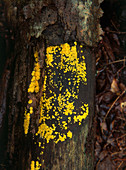 Fungus,Yellow Fairy Cups