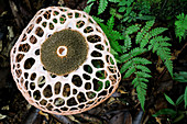 Netted Stinkhorn Fungus